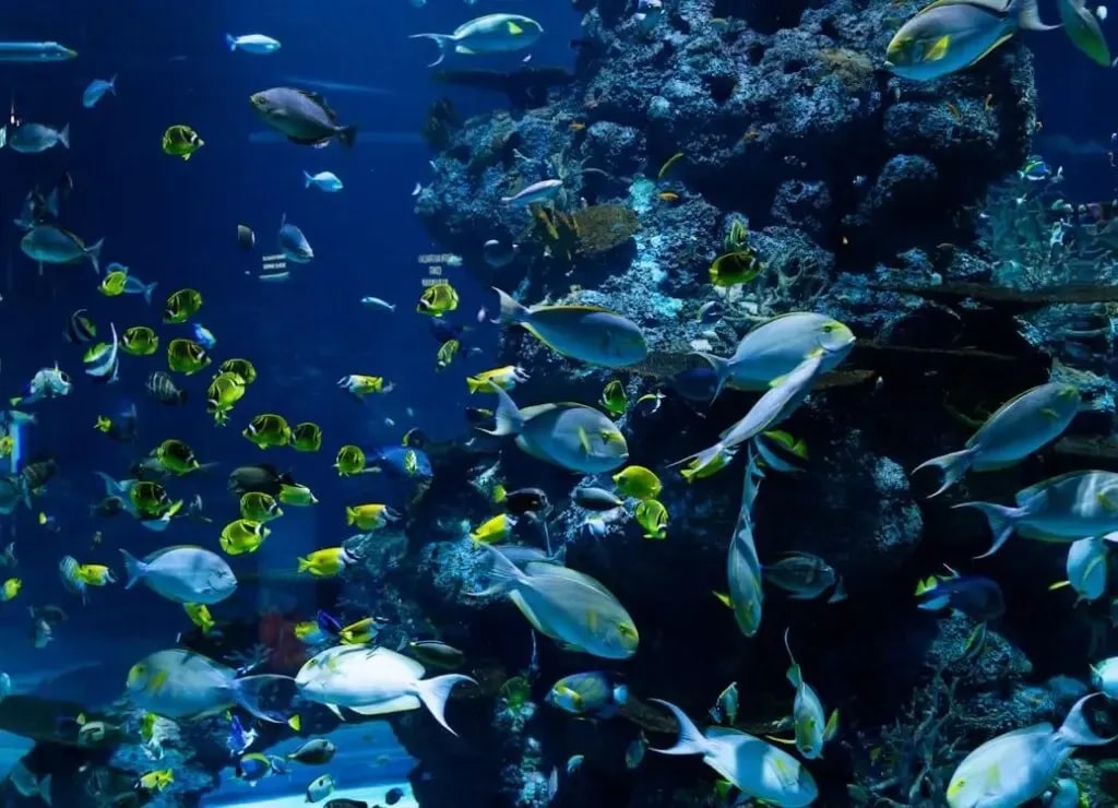 Dubai Tourist Attractions (9)