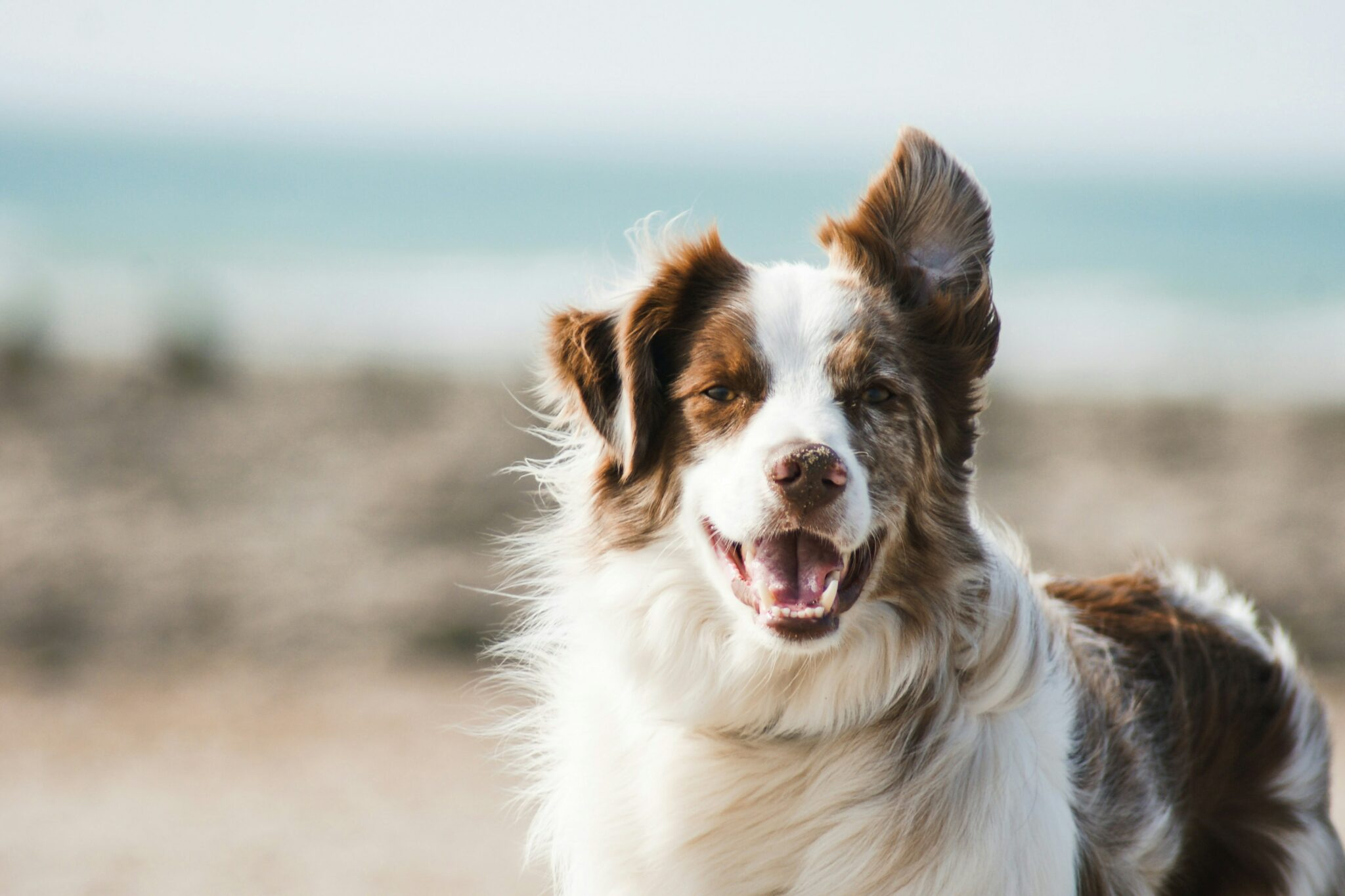 Bringing Dog to Dubai (UAE): Everything You Need to Know
